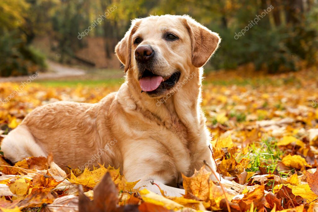 Cute Labrador Retriever dog on fallen leaves in sunny autumn park