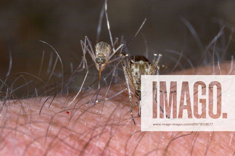 Stechmuecke, Stech-Muecke (Aedes spec.), Weibchen beim Blutsaugen auf menschlichem Arm, Deutschland mosquito (Aedes spec.), blood-sucking females on human arm, Germany BLWS394283