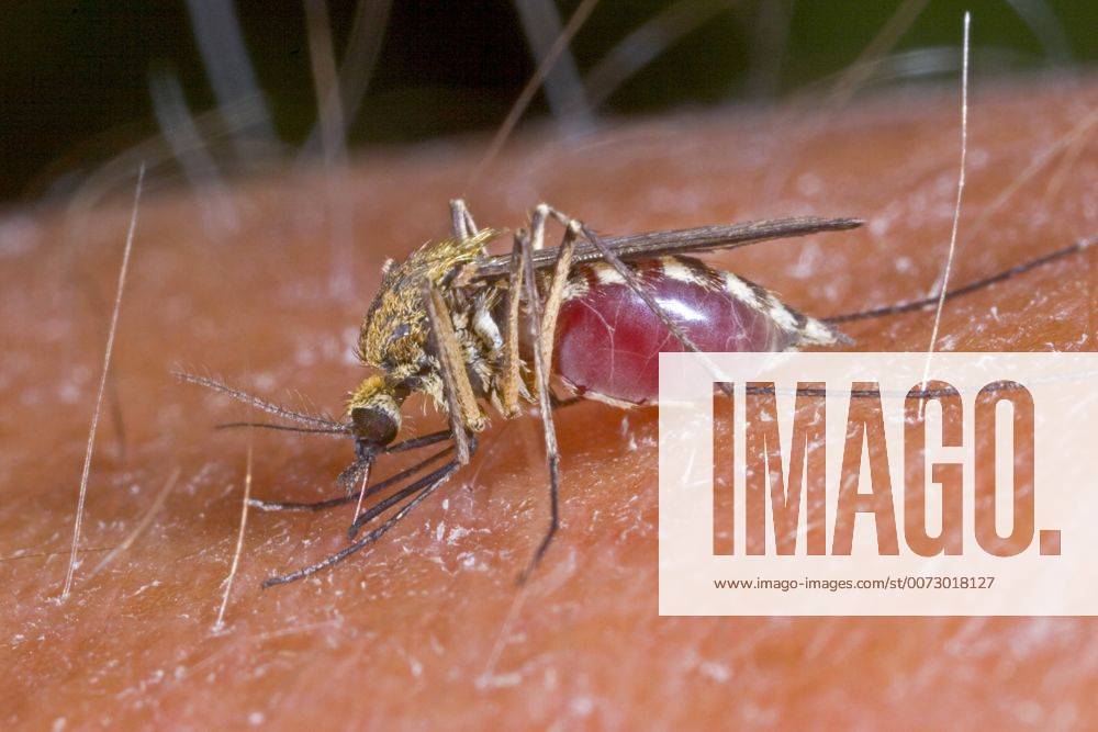 Stechmuecke, Stech-Muecke (Aedes spec.), Weibchen beim Blutsaugen auf menschlichem Arm, Deutschland mosquito (Aedes spec.), blood-sucking female on human arm, Germany BLWS394284