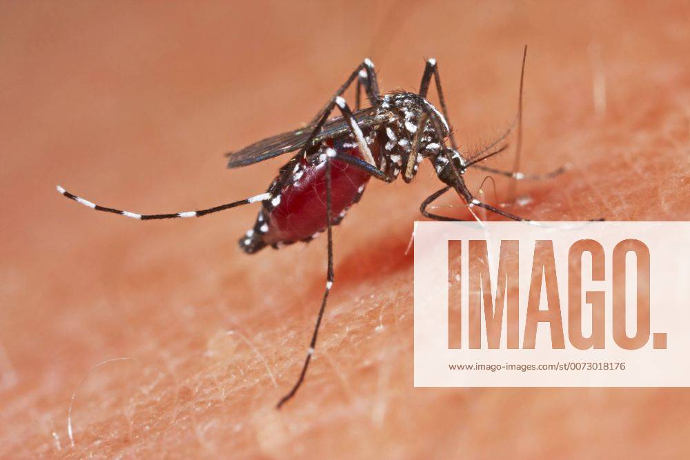 Asiatische Tigermuecke, Tropische Tigermuecke, Dengue-Muecke, Denguemuecke, Zika-Muecke, Zikamuecke (Stegomyia albopicta, Aedes albopictus, Cryptus albopictus, Culex albopictus), stechend, vollgesogen, Uebertraeger von Krankheiten wie Chikungunyafieber und Denguefieber und des Zika-Virus, Deutschland Tiger mosquito, Asian tiger mosquito, Forest mosquito (Stegomyia albopicta, Aedes albopictus, Cryptus albopictus, Culex albopictus), stinging, carrier of a disease for Chikungunya and Dengue fever, Germany BLWS393461