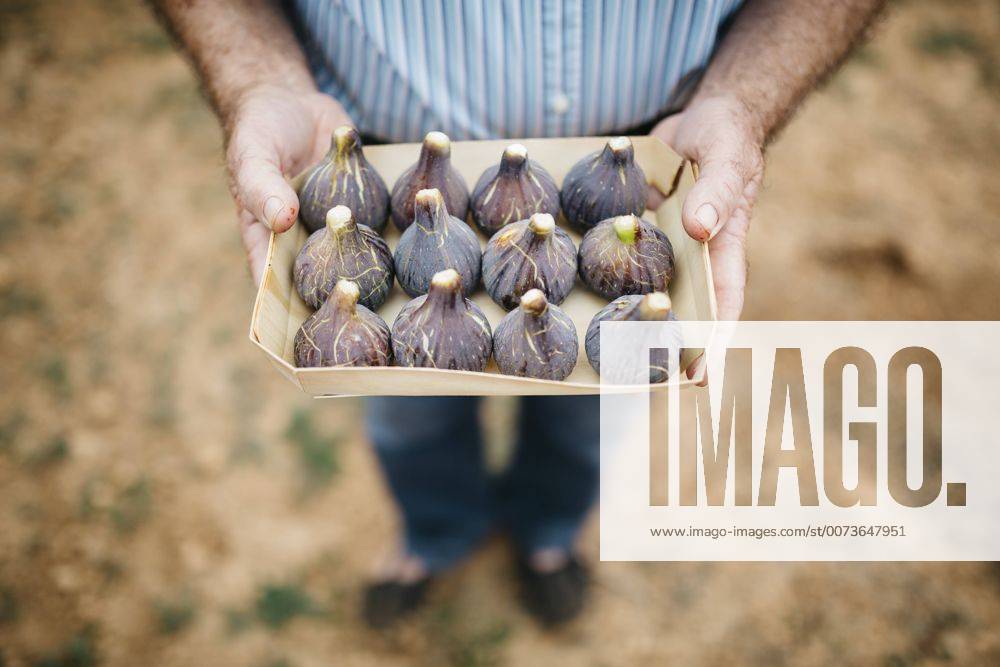 Senior man holding cardboard box of fresh figs model released Symbolfoto JRFF000863