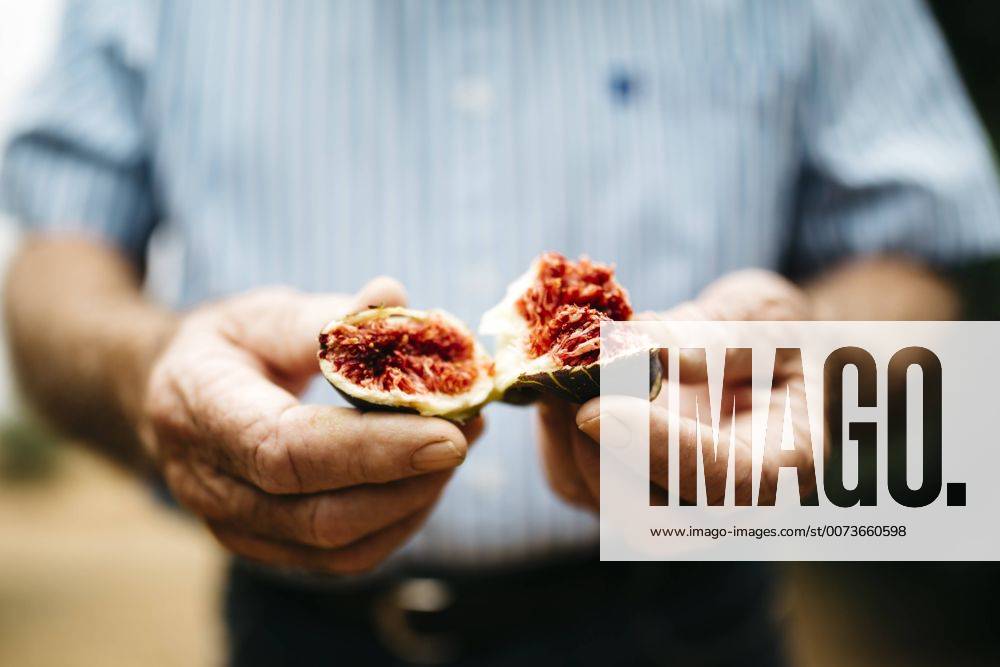 Hands of senior man holding fresh fig model released Symbolfoto JRFF000861
