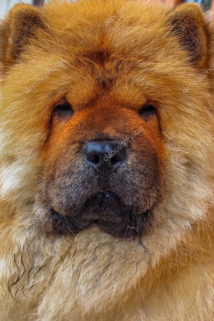The Chow Chow is a spitz-type of dog breed originally from northern China