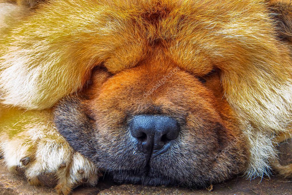 The Chow Chow is a spitz-type of dog breed originally from northern China