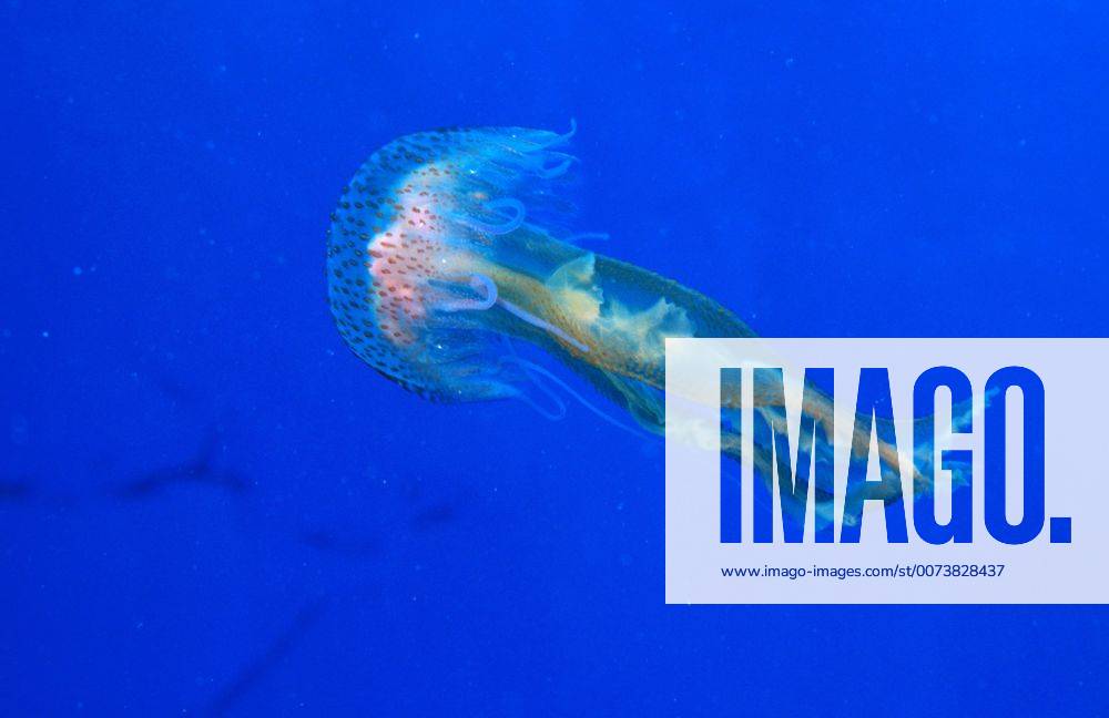 Leuchtqualle, Leucht-Qualle (Pelagia noctiluca), stark nesselnd, Balearen, Ibiza, Port de San Miguel Phosphorescent Jellyfish, Purple Jellyfish, Pink Jellyfish, Night-light Jellyfish, Mauve Stinger Jellyfish (Pelagia noctiluca), stinging, Balearen, Ibiza, Port de San Miguel BLW017311