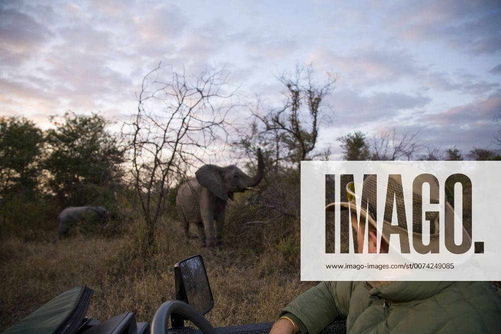Ranger guide driver viewing African Elephants (Loxodonta africana), Arathusa Safari Lodge, Sabi Sand Reserve, Mpumalanga, South Africa (MR)