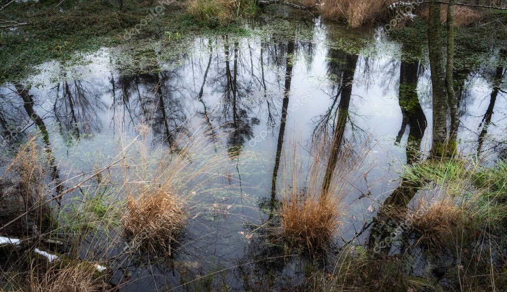 Landscape in november mood in the post glacial high moor of the Wurzacher Ried in the Allgau area, Baden-Wuerttemberg, Germany
