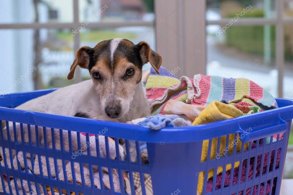 Dog lies in a laundry basket with freshly washed folded and ironed laundry indoor. Jack Russell Terrier doggy 10 years old. Hair type smooth