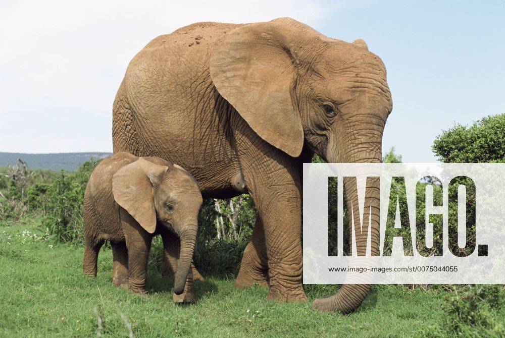 Mother and calf, African elephant (Loxodonta africana) Addo National Park, South Africa, Africa