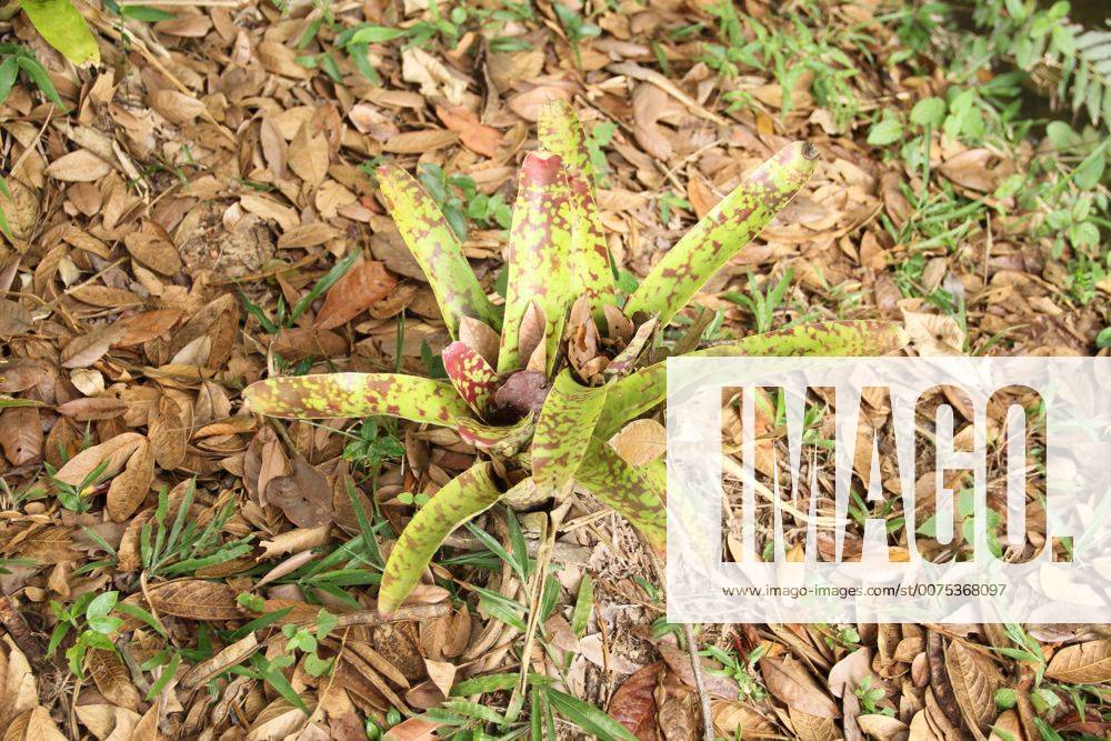 Leaves, nest Bromeliad, 2016, Park Ecológico Quedas do Rio Bonito, Lavras, Minas Gerais, Brazil. Leaves, nest Bromeliad, 2016, Park Ecológico Quedas do Rio Bonito, Lavras, Minas Gerais, Brazil. xCRT0018139x
