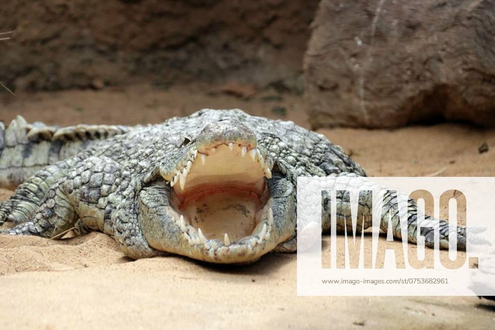 Nilkrokodil (Crocodylus niloticus), Nilkrokodil (Crocodylus niloticus), Nilkrokodil (Crocodylus niloticus), 24.02.2024,