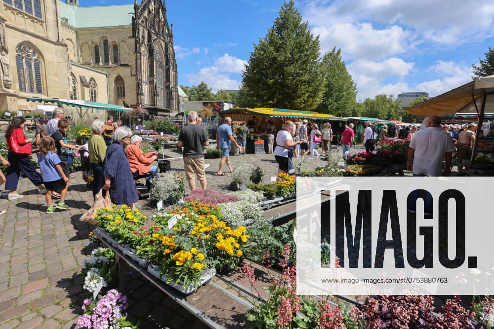 Wochenmarkt auf dem Domplatz. Münster, Nordrhein-Westfalen, DEU, Deutschland