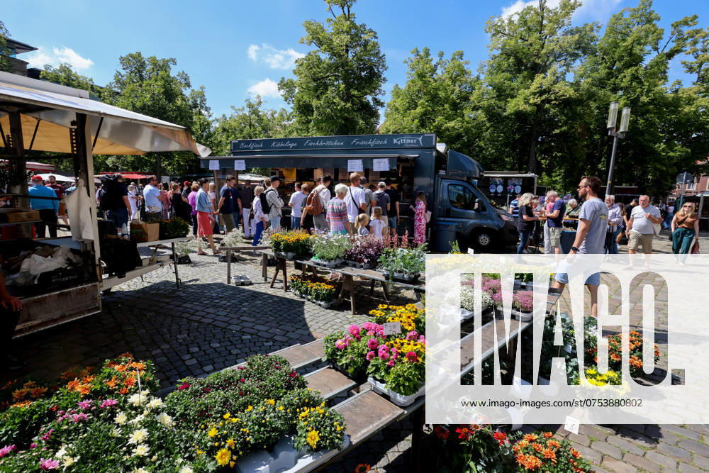 Wochenmarkt auf dem Domplatz. Münster, Nordrhein-Westfalen, DEU, Deutschland