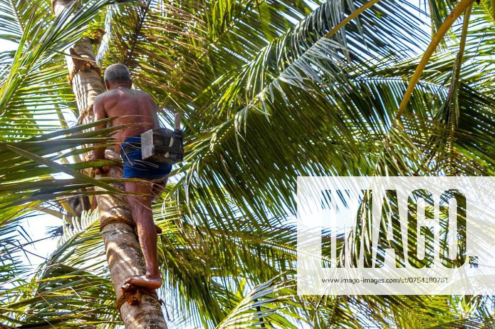 Man climbs a palm tree to harvest coconuts Sri Lanka., Bentota Beach Southern Province Sri Lanka 16. March 2018 Man climbs a palm tree to harvest coconuts in Bentota Beach Galle District Southern Province Sri Lanka., Bentota Beach Southern Province Sri Lanka 16. March 2018 Man climbs a palm tree to harvest coconuts in Bentota Beach Galle District Southern Province Sri Lanka., 05.05.2024,