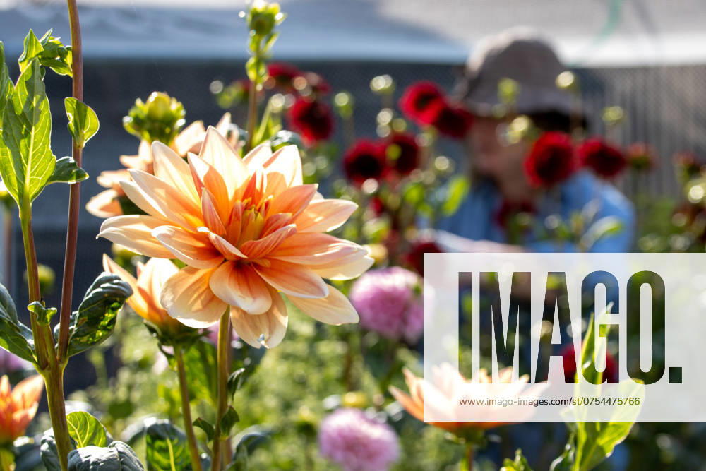 IMAGO Creative, Sommer, Sommertage im Garten Close-up of a blooming apricot dahlia with a gardener working behind Kelowna, British Columbia, Canada R_PESF24081312-1512255-01 ,model released, Symbolfoto