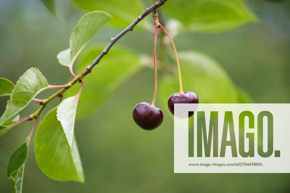 IMAGO Creative, Jahreszeit Sommer, Kirschen Close-up of two ripe cherries hanging from a branch with lush green leaves, Close-up image of two ripe cherries hanging from a branch among lush green leaves, depicting fresh and natural summer fruits., Close-up image of two ripe cherries hanging from a branch among lush green leaves, depicting fresh and natural summer fruits., 26.06.2024,