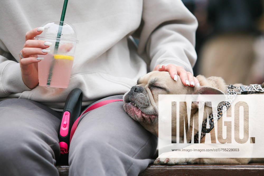 RUSSIA, MOSCOW - AUGUST 17, 2024: The owner pets her French Bulldog at the Chetyre Lapy Four Paws pet festival in Sokolniki Park. Anna Echina TASS 73136723