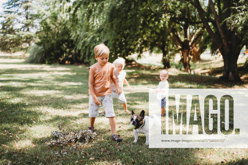 IMAGO Creative, Sommer, Sommertage im Garten Young siblings brothers playing with french bulldog pet in garden Buenos Aires, Buenos Aires, Argentina CR_TANI240829A-965838-01 ,model released, Symbolfoto