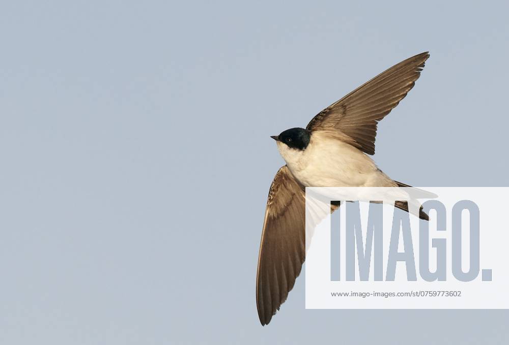 Huiszwaluw, Common House Martin, Delichon urbicum Huiszwaluw in vlucht, Common House Martin in flight Parainen Utö Finland