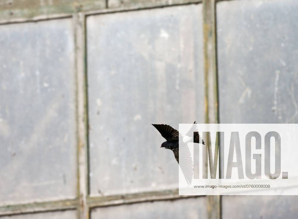Huiszwaluw, Common House Martin, Delichon urbica Huiszwaluw vliegend voor een oude schuur; Common House Martin flying in front of an old barn Durgerdam Noord-Holland Netherlands