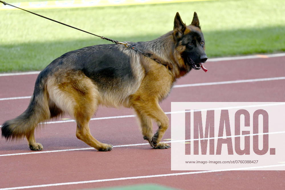 Impression vom Weltchampionat für Deutsche Schäferhunde 2024 in Nürnberg im Max-Morlock-Stadion. Nürnberg, 07.09.2024 Bayern Deutschland