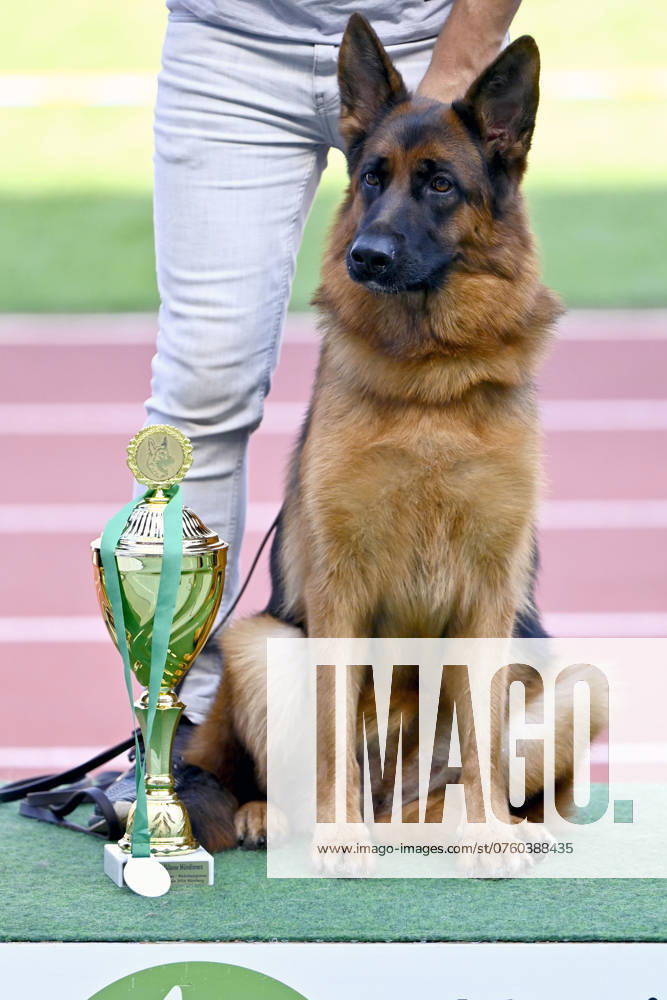 Impression vom Weltchampionat für Deutsche Schäferhunde 2024 in Nürnberg im Max-Morlock-Stadion. Nürnberg, 07.09.2024 Bayern Deutschland