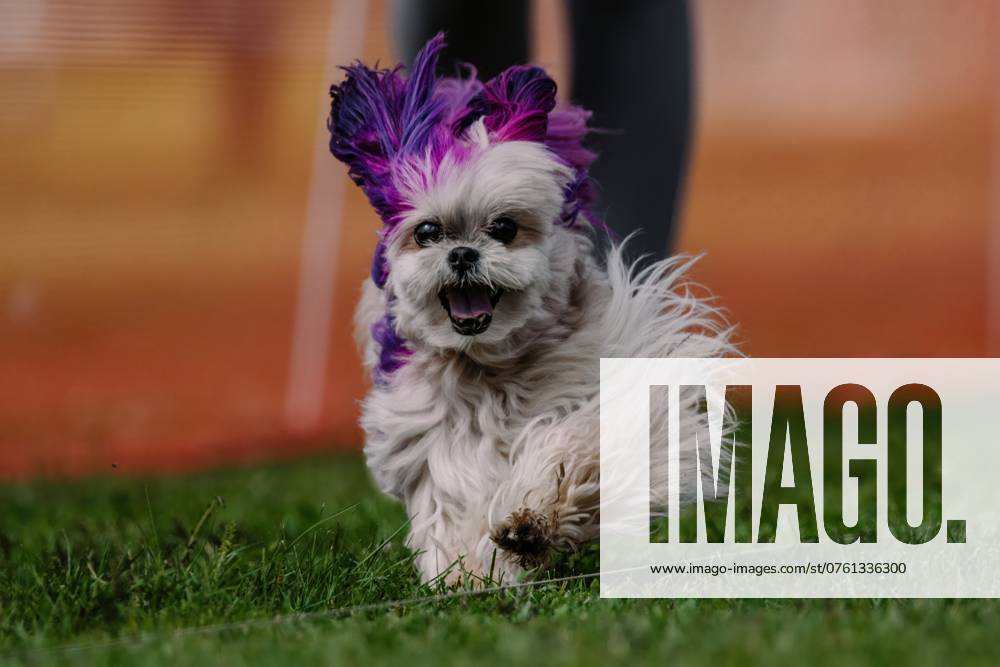 Maltese With Purple Dyed Fur Running Lure Course Dog Sport Clayton, New York, United States R_DMQG2409101A-1535330-01