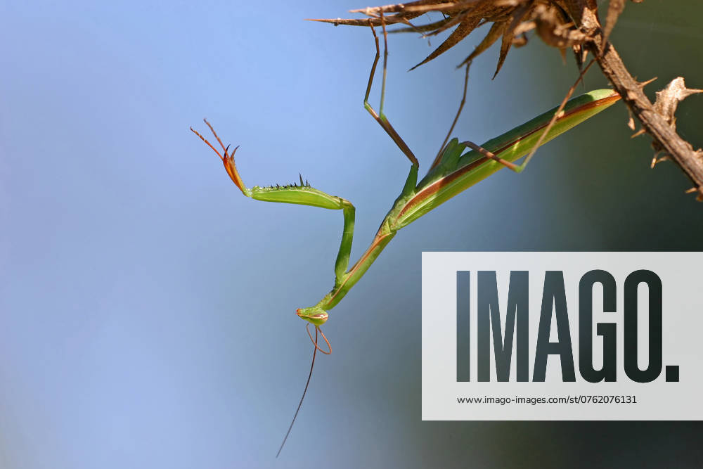 Europaeische Gottesanbeterin, Gottesanbeterin (Mantis religiosa), sitzt auf einer Distel, Deutschland, Baden-Wuerttemberg, Kaiserstuhl European preying mantis (Mantis religiosa), sitting on a thistle, Germany, Baden-Wuerttemberg, Kaiserstuhl BLWS716786