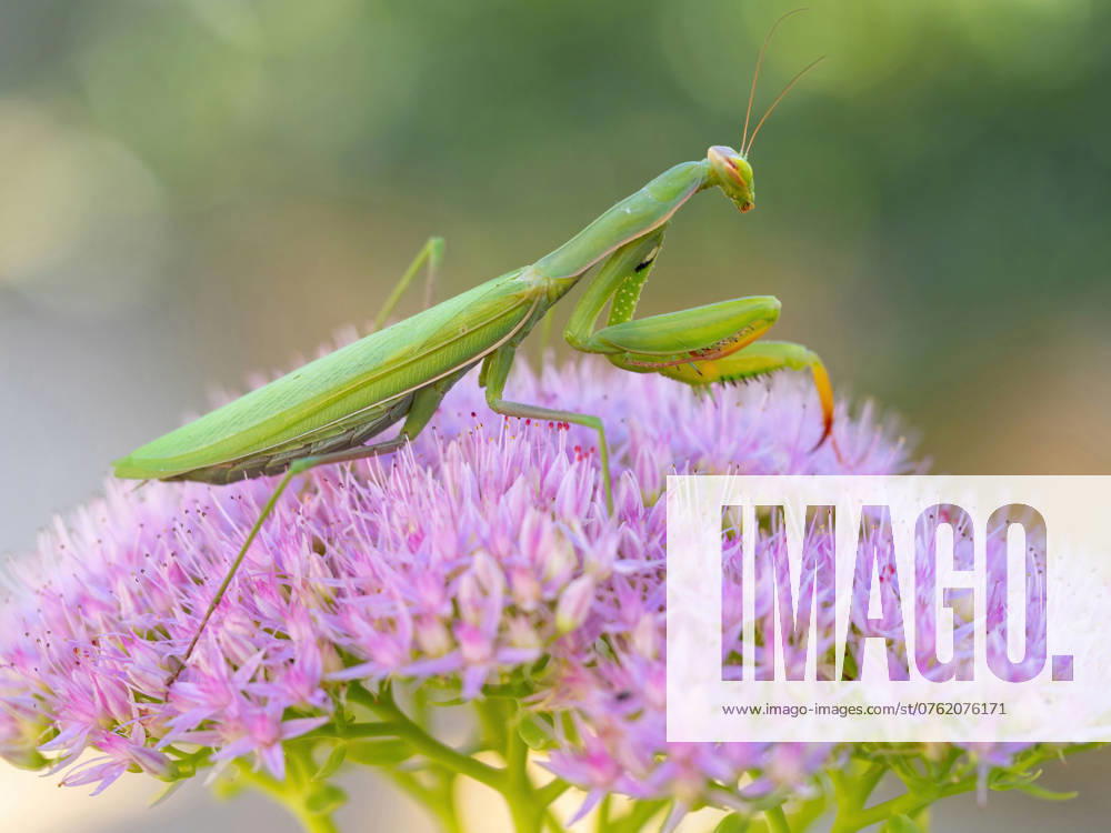 Europaeische Gottesanbeterin, Gottesanbeterin (Mantis religiosa), sitzt auf einer Fetthenne, Hylotelephium, Deutschland, Baden-Wuerttemberg, Kaiserstuhl European preying mantis (Mantis religiosa), sits on a stonecrop, Hylotelephium, Germany, Baden-Wuerttemberg, Kaiserstuhl BLWS716788