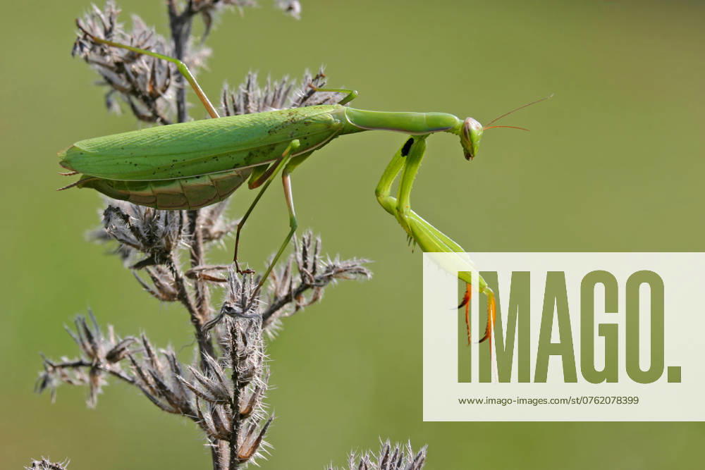 Europaeische Gottesanbeterin, Gottesanbeterin (Mantis religiosa), sitzt auf einer Distel, Deutschland, Baden-Wuerttemberg, Kaiserstuhl European preying mantis (Mantis religiosa), sitting on a thistle, Germany, Baden-Wuerttemberg, Kaiserstuhl BLWS716784