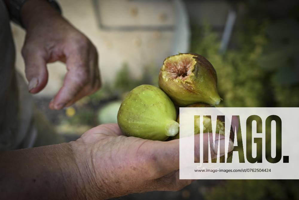 Mann hält frisch geerntete Feigen in der rechten Hand, Baden-Württemberg, Deutschland, Europa Man holding freshly harvested figs in his right hand, Baden-Württemberg, Germany, Europe