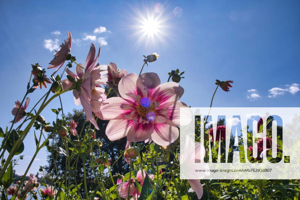 Dahlien unter der Sonne