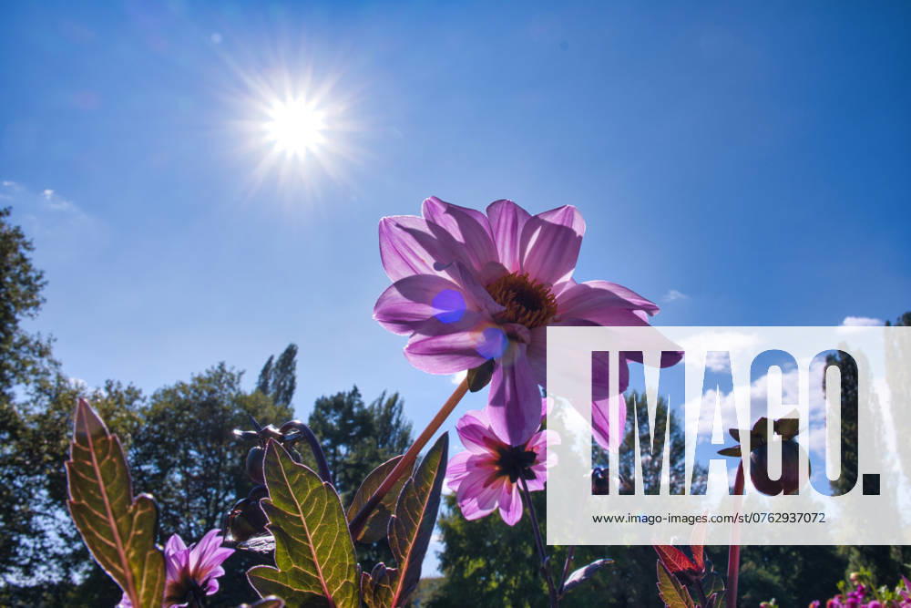 Dahlien unter der Sonne