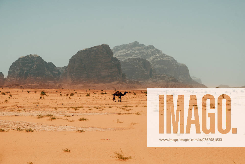 Camel roams Wadi Rums vast desert landscape Wadi Rum Village, Aqaba Governorate, Jordan CR_SLNQ240913-1540617-01