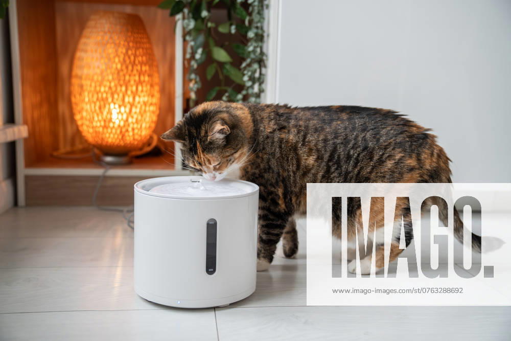 Cat drinking from automatic water dispenser. Smart pet drinker with mobile app connection. Cat drinking from automatic water dispenser. Modern smart drinker for pet. Drinking fountain with replaceable filter, water quantity indicator, filter replacement at home. Prevention of urolithiasis.