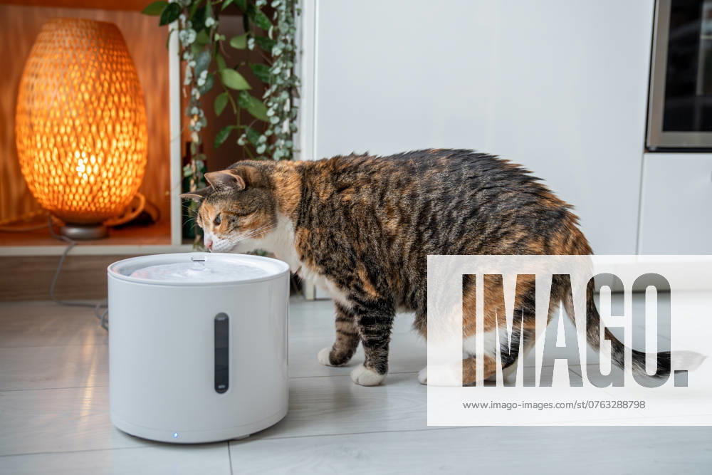 Cat drinking from automatic water dispenser. Smart pet drinker with mobile app connection. Cat drinking from automatic water dispenser. Modern smart drinker for pet. Drinking fountain with replaceable filter, water quantity indicator, filter replacement at home. Prevention of urolithiasis.