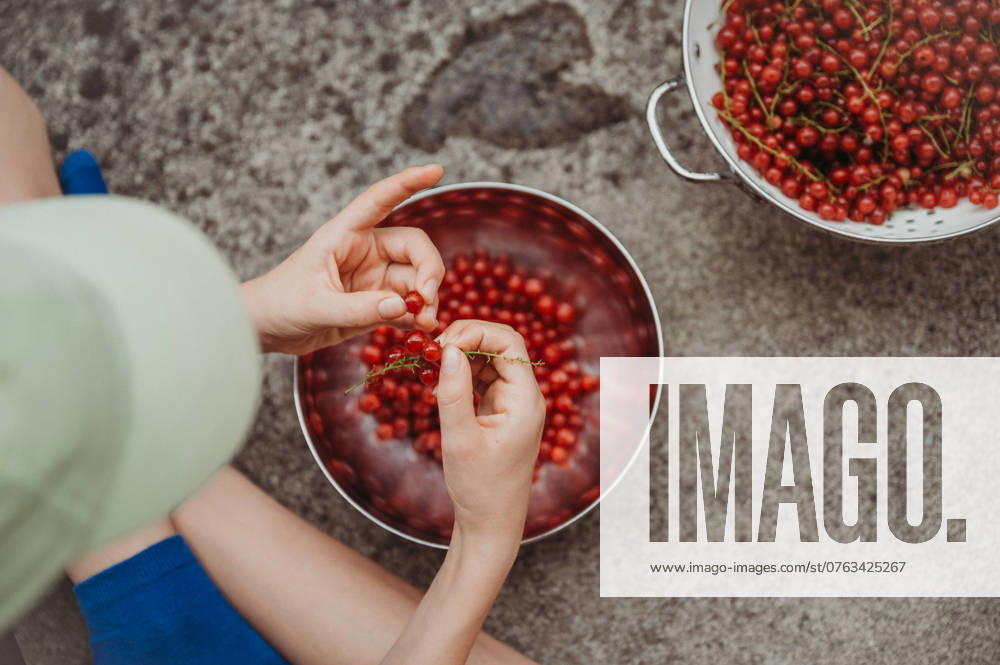 IMAGO Creative, Sommer, Sommertage im Garten Boy picking red currants with hands, sorting berries in metal bowl. Thun, Canton of Bern, Switzerland R_FFVO240917C-1529529-01 ,model released, Symbolfoto