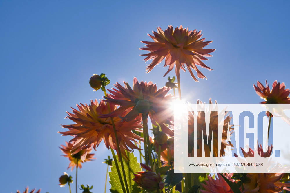 Dahlien unter der Sonne