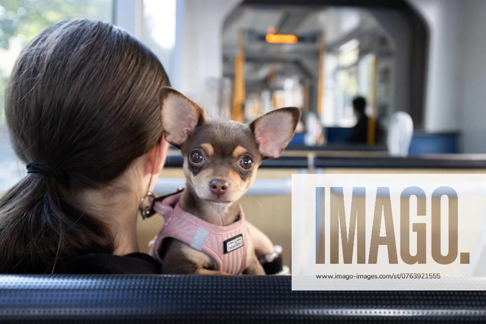 Düsseldorf. Der Chihuahua ist eine von der FCI anerkannte mexikanische Hunderasse (FCI-Gruppe 9, Sektion 6, Standard Nr. 218). Er ist die kleinste Hunderasse der Welt. Düsseldorf Strassenbahn Nordrhein-Westfalen Deutschland