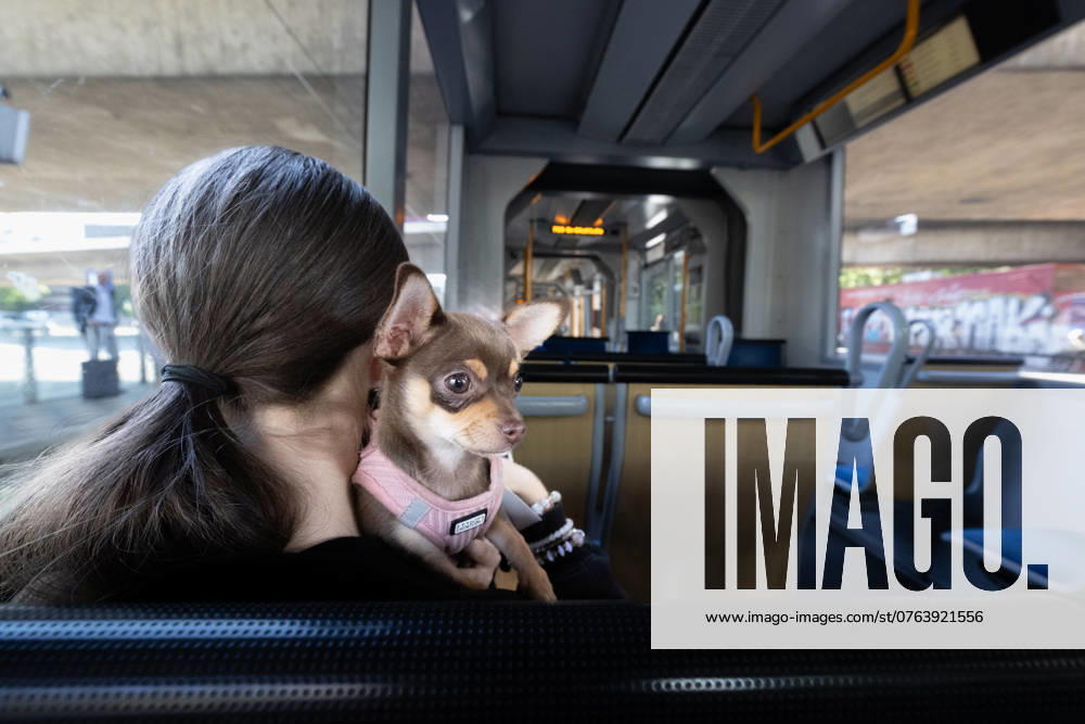 Düsseldorf. Der Chihuahua ist eine von der FCI anerkannte mexikanische Hunderasse (FCI-Gruppe 9, Sektion 6, Standard Nr. 218). Er ist die kleinste Hunderasse der Welt. Düsseldorf Strassenbahn Nordrhein-Westfalen Deutschland