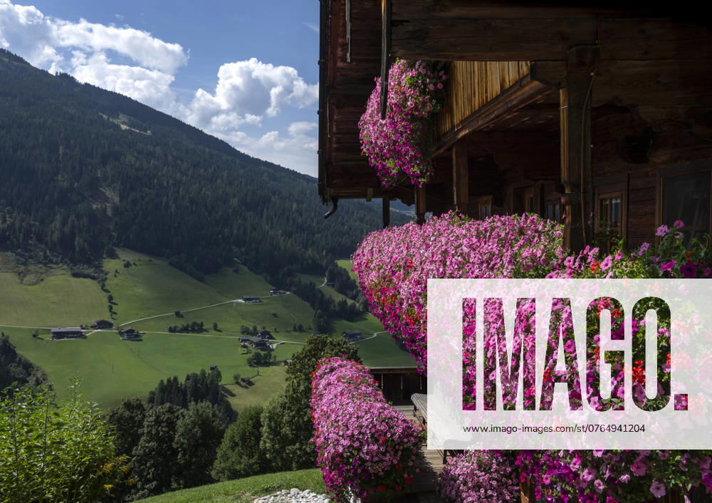 Alpbach: Blumen als Markenzeichen. - Eine unglaubliche Blütenpracht schmückt dieses typische Holzhaus oberhalb von Alpbach in den Kitzbühler Alpen (Österreich). Die Blumen auf Balkongeländern und Fensterbänken gehören seit Jahrzehnten zum Markenkern des preisgekrönten Dorfes. Alpbach Tirol Österreich