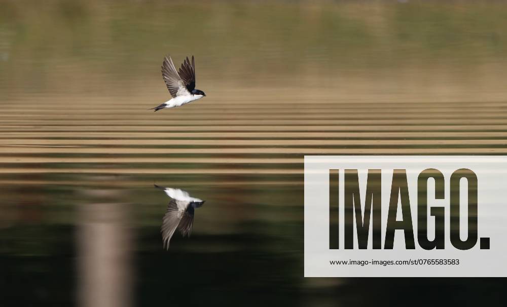 Common House Martin, Delichon urbicum Common House Martin (Delichon urbicum) drinking in flight from a freshwater lake at Rudersdal in Denmark. Denmark