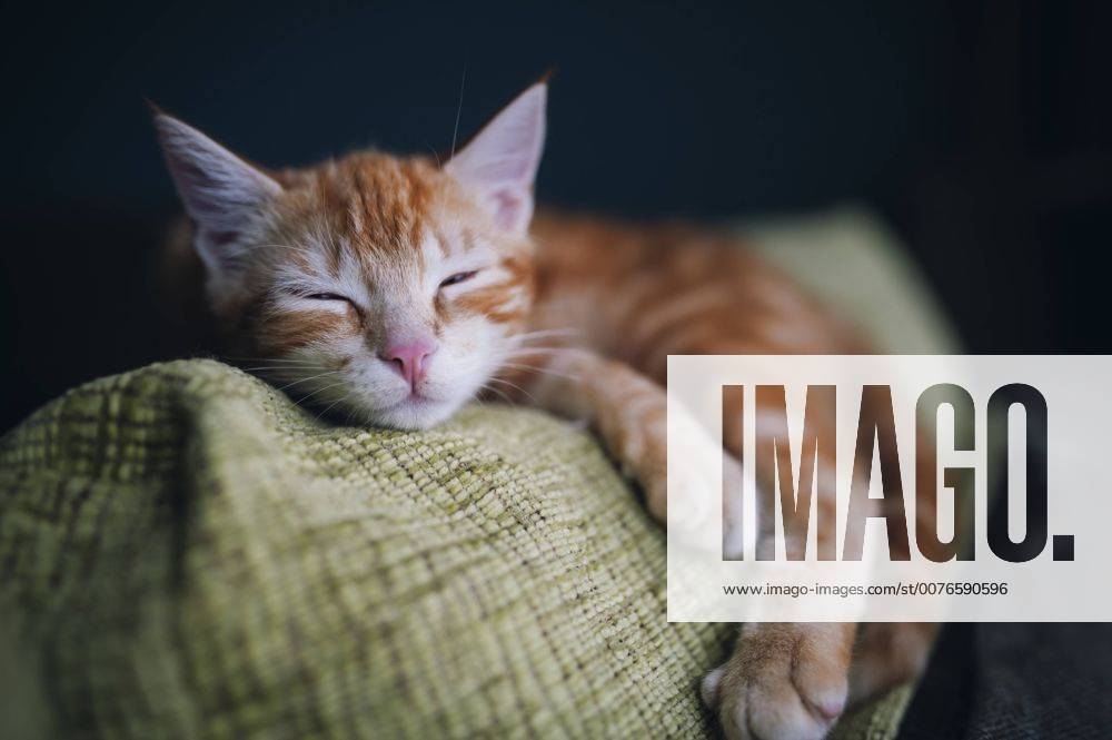 Portrait of tabby cat sleeping on the backrest of a couch property released RAEF01627
