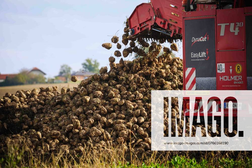 Ried im Innkreis, AUT, Unterwegs in Oberösterreich, Symbolbild, Themenbild, Verschiedene Themenbilder, Zuckerrüben Ernte, Landwirtschaft, im Bild Ernte, Zuckerrübe, Rüben, Erntemaschine, Feld, Landwirtschaft, Felder, Oktober, Ruebe, Rübe,