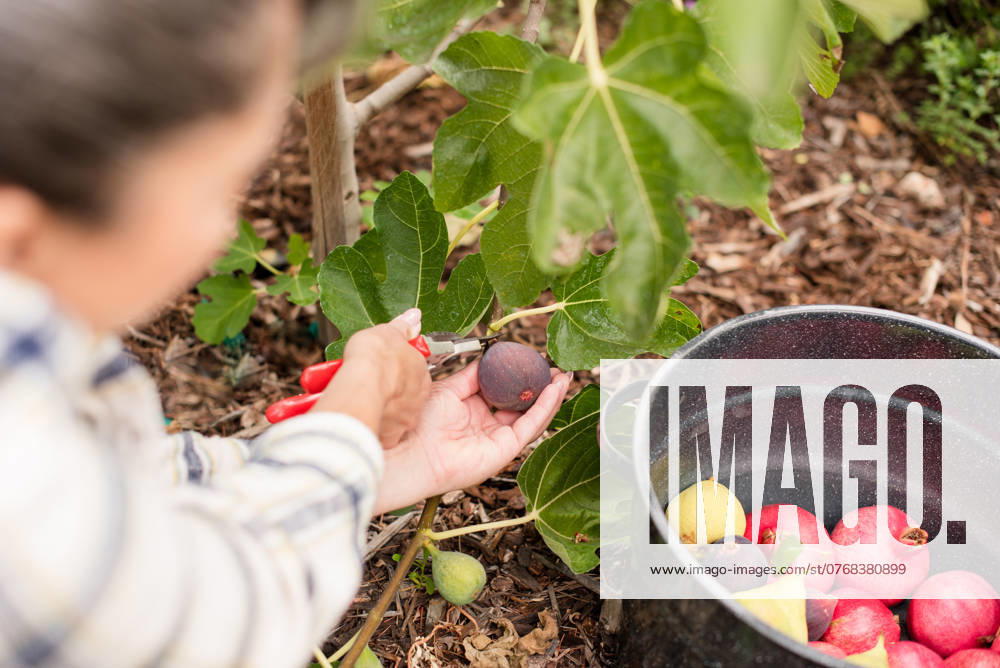 Woman cutting a fig with a pot of fruit Napa, California, United States R_HOOX241007-1551441-01 ,model released, Symbolfoto