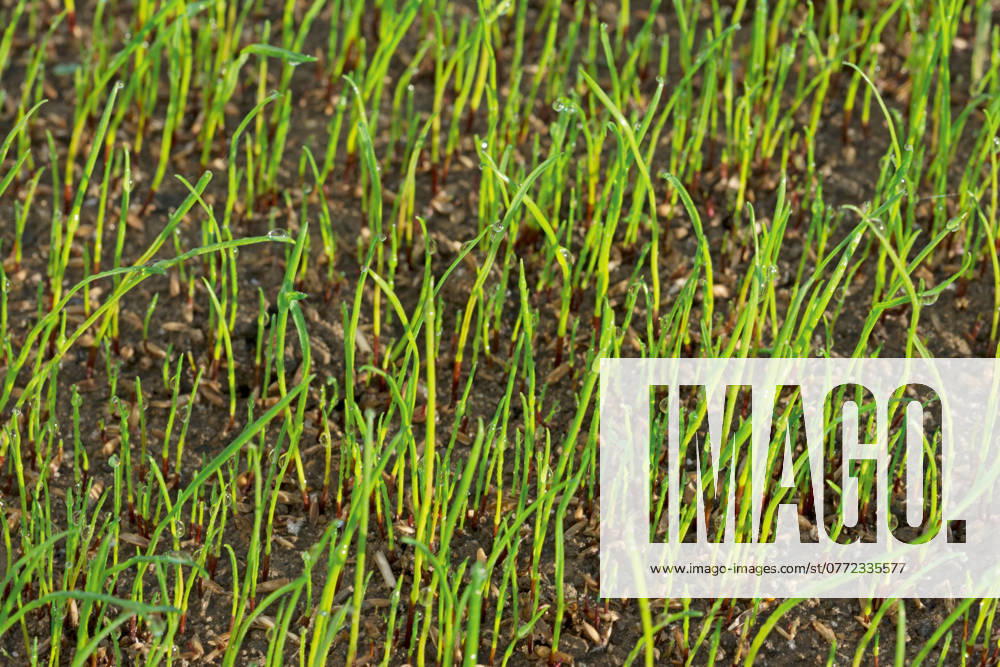 Junger Rasen in Nahaufnahme Keimende Grassamen in Nahaufnahme