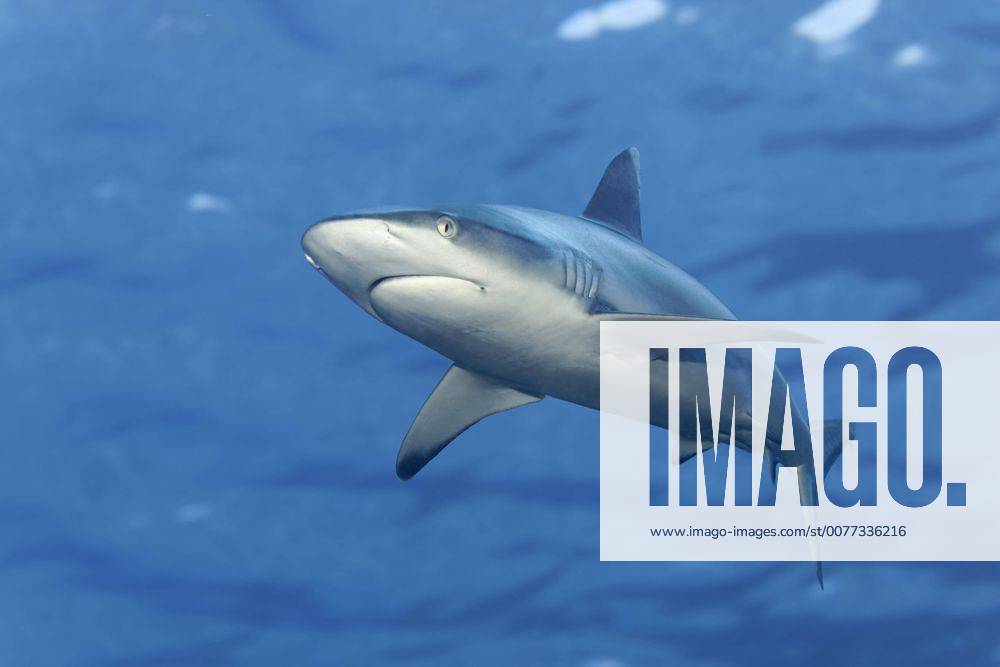 Grauer Riffhai (Carcharhinus amblyrhynchos), bewegte Wasseroberfläche, Indischer Ozean, Malediven, Asien