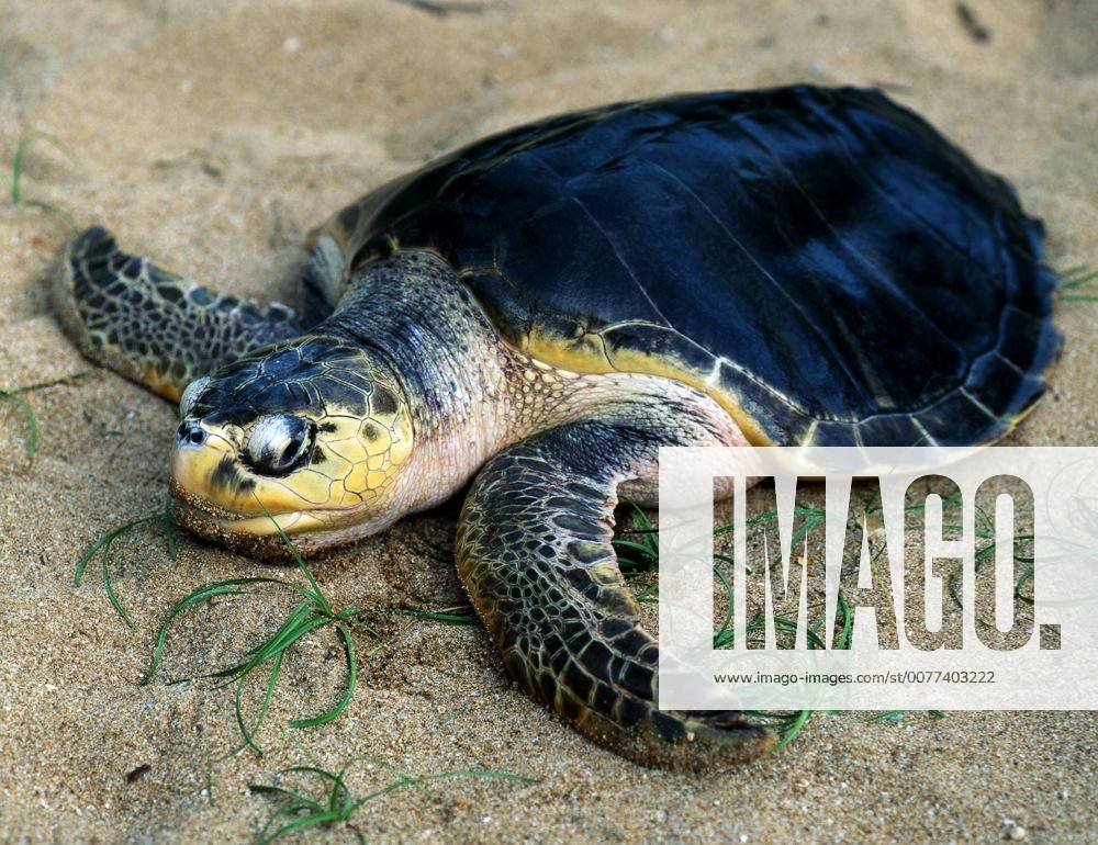 Die Gruene Meeresschildkroete, auch Suppenschildkroete, ein schneller und ausdauernder Schwimmer, legt als Einzelgaenger jaehrlich bis zu 4000 km in den Weltmeeren zurueck, besucht aber zur Brutzeit stets die gleichen Straende zur Eiablage, vor allem dort wird sie fuer Wilderer zur leichten Beute, steht jedoch unter strengem Artenschutz Suppenschildkroete