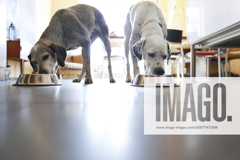 Two dogs at home eating from bowls property released REAF00202