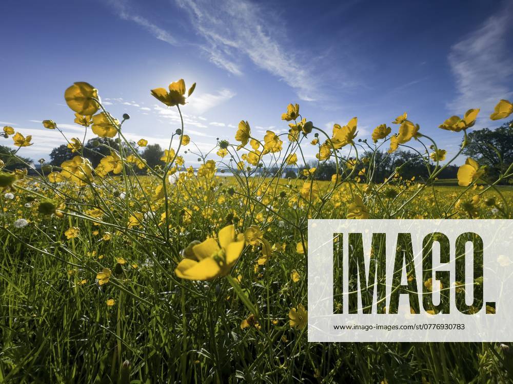 Blumenwiese, scharfer Hahnenfuß, Hahnenfuß (Ranunculus acris), hinten Starnberger See, Bayern, Deutschland, Europa Flower meadow, buttercup, buttercup (Ranunculus acris), behind Lake Starnberg, Bavaria, Germany, Europe